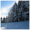 Winter Wonderland